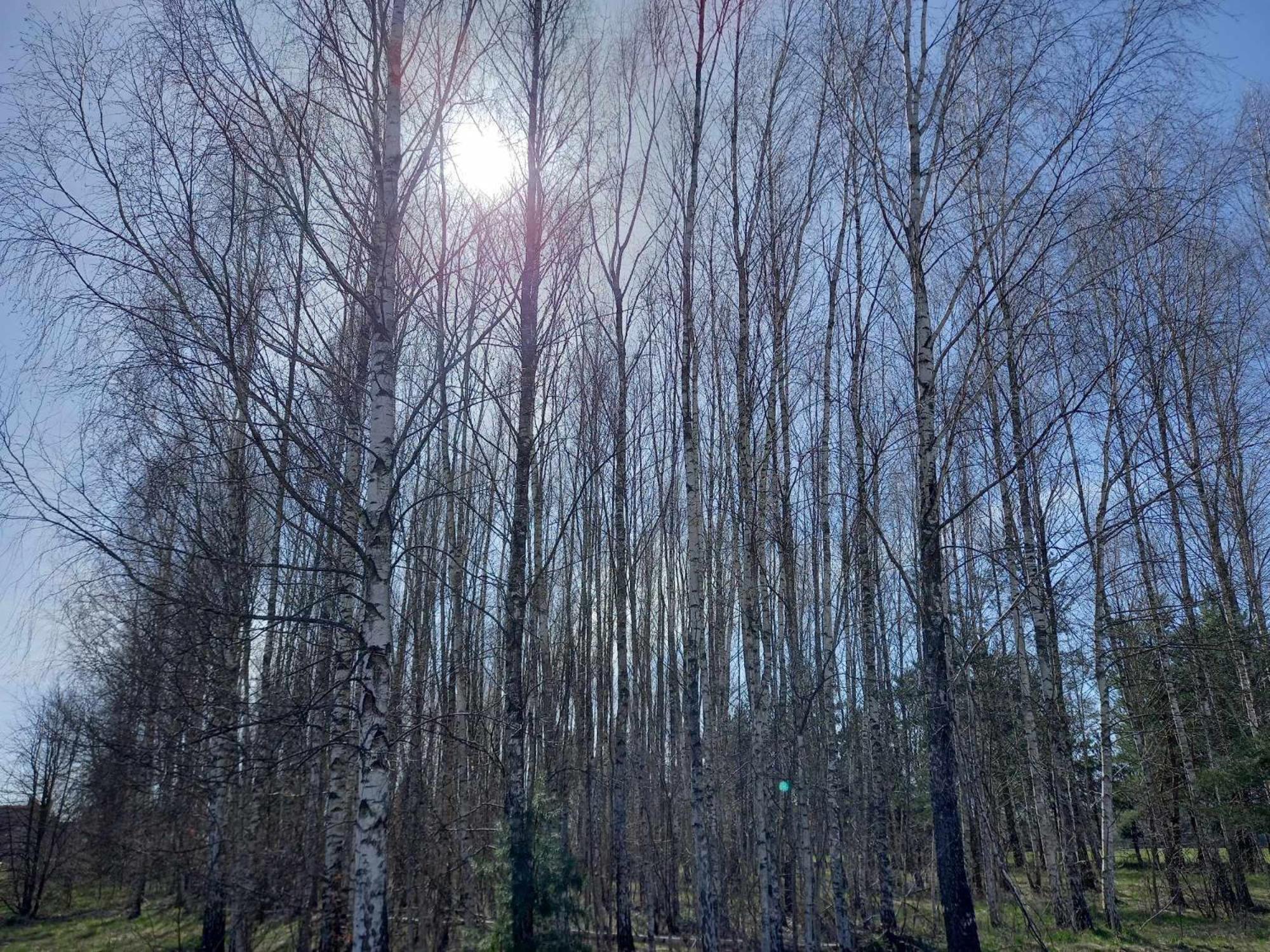 Lesny * Bialowieza