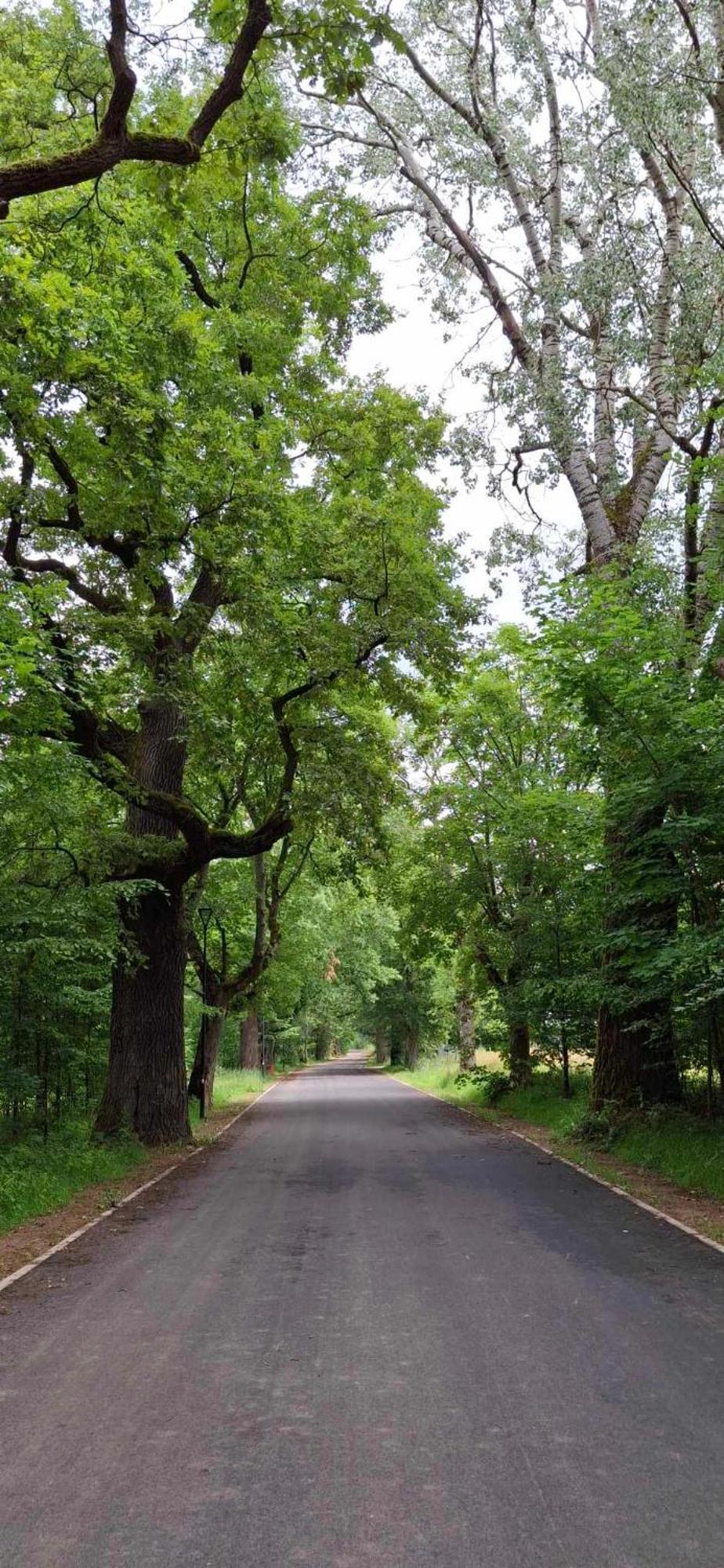 Lesny * Bialowieza